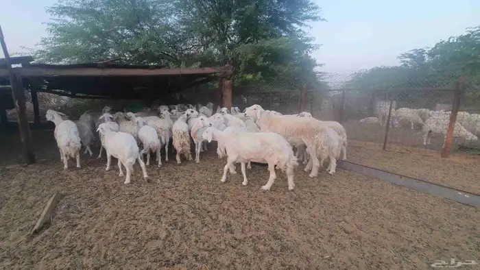 65 غنم حريات جنب 4