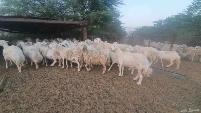 65 غنم حريات جنب 5