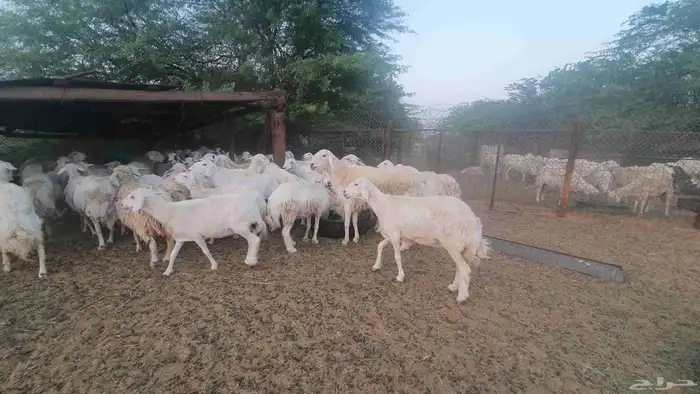 65 غنم حريات جنب 9