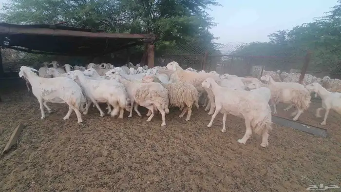 65 غنم حريات جنب 2
