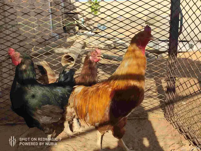 دجاج تركي للبيع الموقع طبرجل 3
