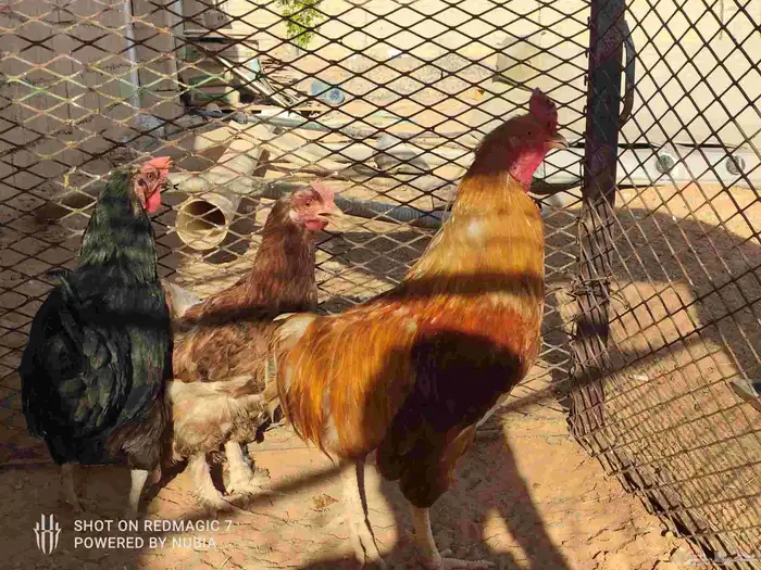 دجاج تركي للبيع الموقع طبرجل 1