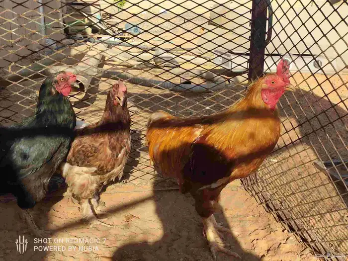 دجاج تركي للبيع الموقع طبرجل 2