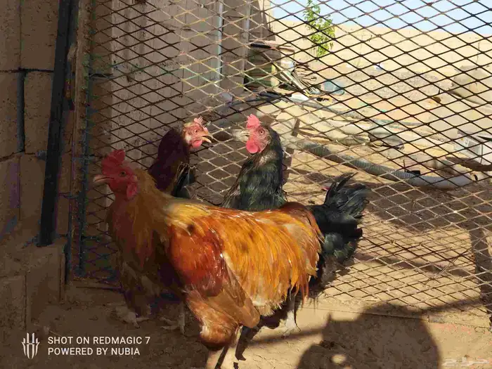 دجاج تركي للبيع الموقع طبرجل 0