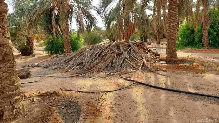 عسبان نخل 1