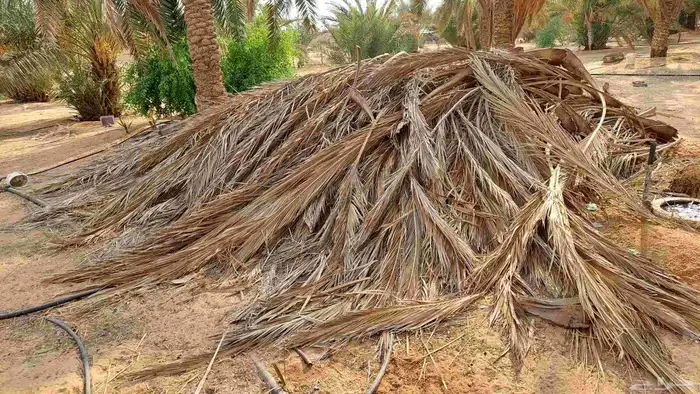 عسبان نخل 0