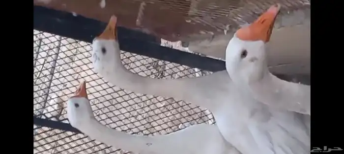 وز بلغاري 4