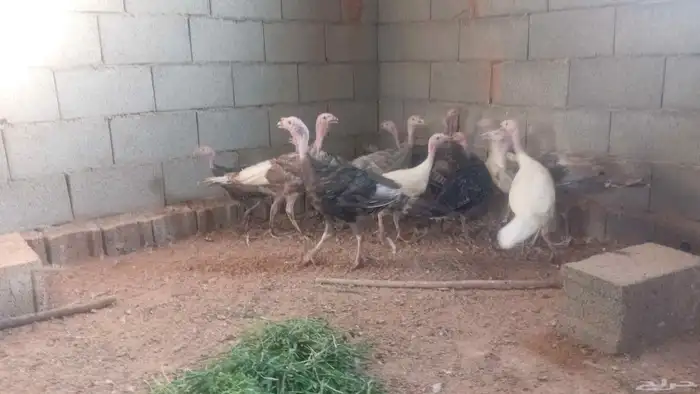 ديك رومي 1