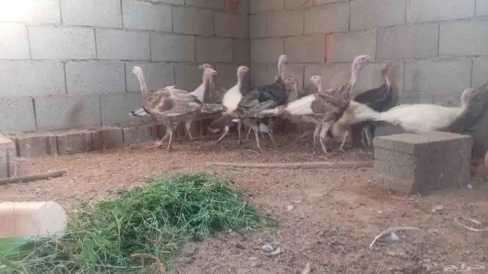 ديك رومي 0