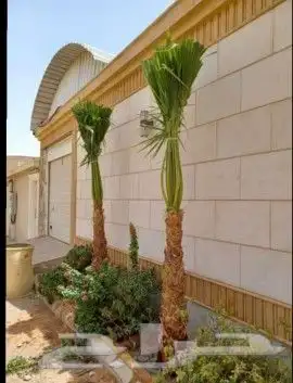 يوجد الدنيا جميع انواع النخيل الزينه والعربي وجميع انوع المق 5