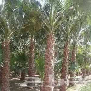 مشتل تنسيق حدائق 7