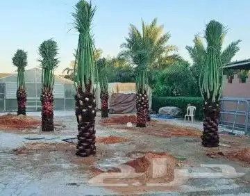 نخل مثمر للبيع نقايل فسائل يوجد توصيل اتصل نصلك نخيل منوع 3