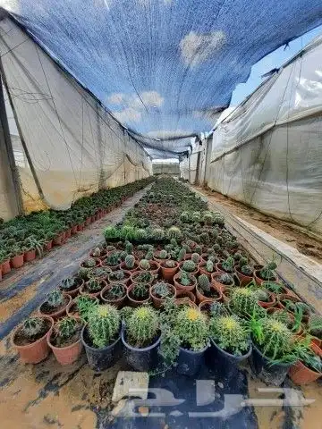 مشتل تنسيق حدائق 8