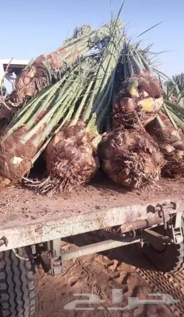 نخل عربي نخيل مثمر فسايل جثايث نخيل زينه واشنطني فسايل نقايل 8