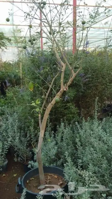 يوجد لديناء شجر الترمناليا وأشجار الزيتون وشجر الظل والأشجار 1