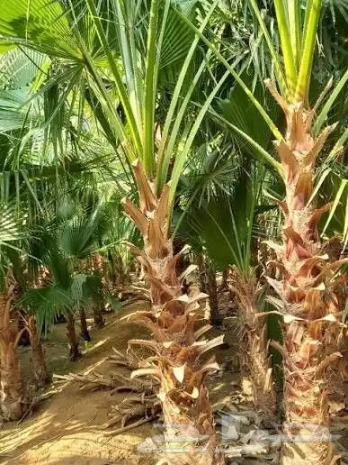 احواض زراعيه طبيعي وصناعي 4