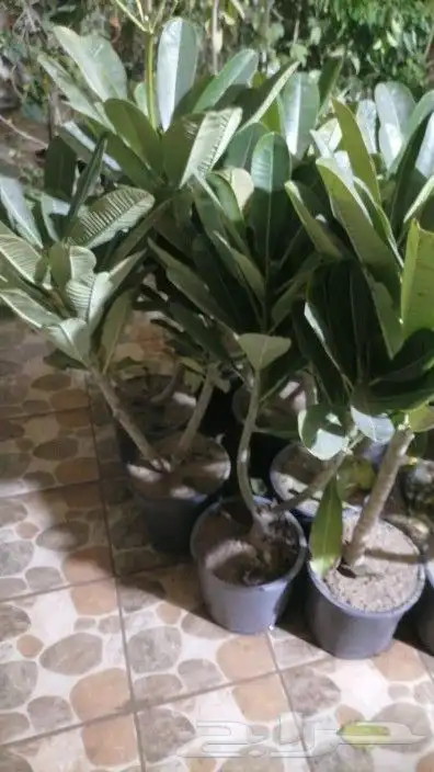 مشتل تنسيق حدائق 2