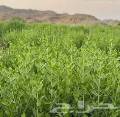 حناء طبيعي مضمون كميات كبيره نراعي توصيل جميع مناطق المملكة 1