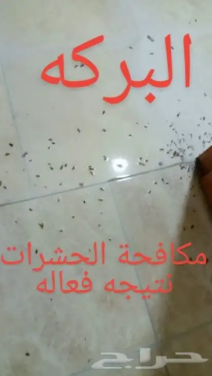 رش مبيدات شركة مكافحة حشرات مكافحة صراصير فئران النمل الابيض 0