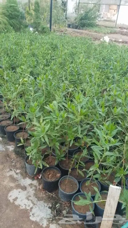 يوجد لديناء شجر الترمناليا وأشجار الزيتون وشجر الظل والأشجار 0