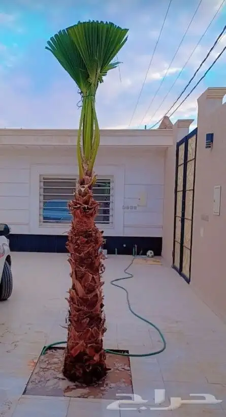 يوجد الدنيا جميع انواع النخيل الزينه والعربي وجميع انوع المق 4