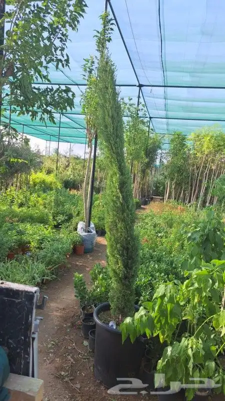 يوجد لديناء شجر الترمناليا وأشجار الزيتون وشجر الظل والأشجار 6