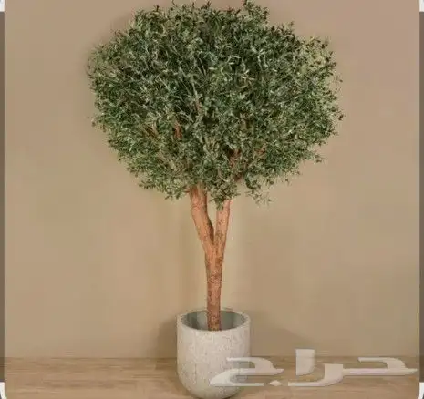 اشجار الزيتون الصناعي والطبيعي معمر 3