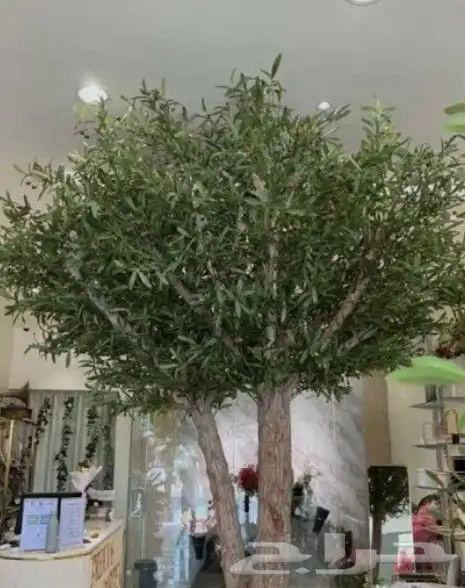اشجار الزيتون الصناعي والطبيعي معمر 2