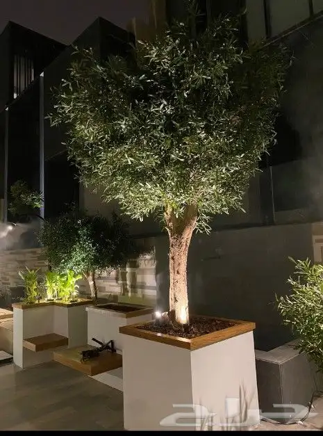 اشجار الزيتون الصناعي والطبيعي معمر 0