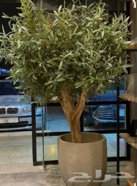 اشجار الزيتون الصناعي والطبيعي معمر 1