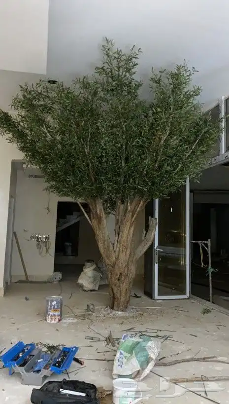 اشجار الزيتون الصناعي والطبيعي معمر 4