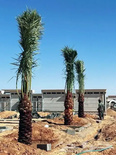 نخل مثمر للبيع نقايل فسائل يوجد توصيل اتصل نصلك نخيل منوع 2