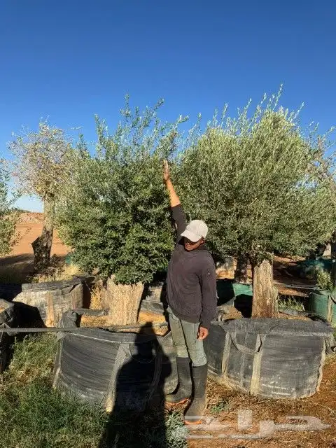 يوجد لديناء شجر الترمناليا وأشجار الزيتون وشجر الظل والأشجار 7