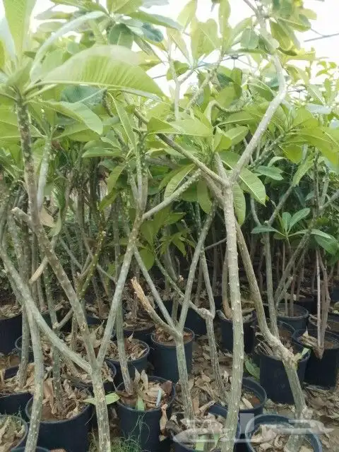 يوجد لديناء شجر الترمناليا وأشجار الزيتون وشجر الظل والأشجار 3