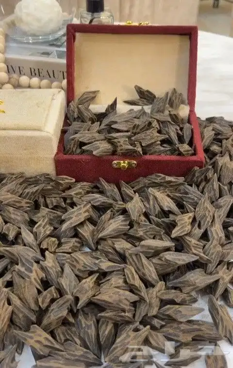 عود تايقر درجة اولى 2