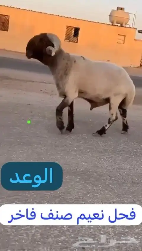 فحل نعيم صنف للبيع 3