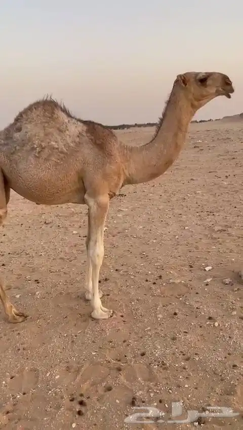 دلمخيه بكره حمرا 0