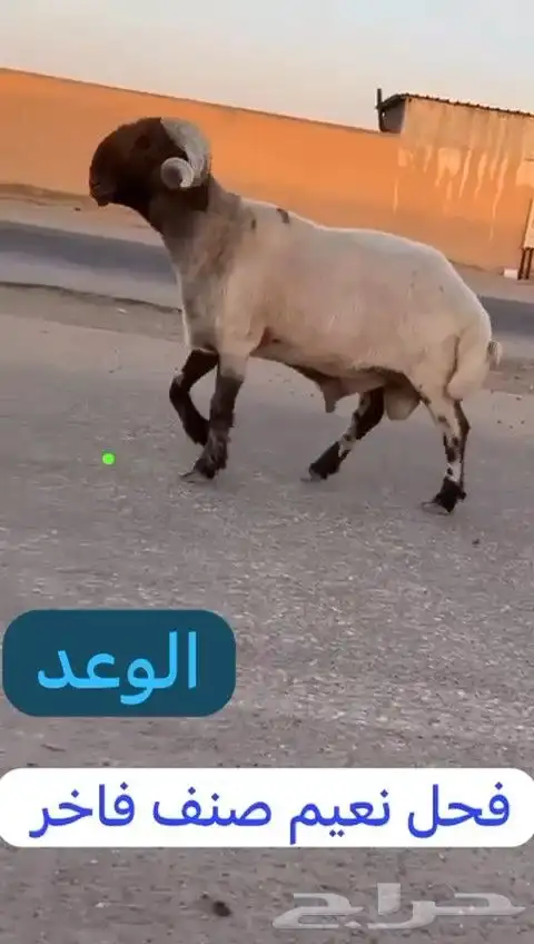 فحل نعيم صنف للبيع 0