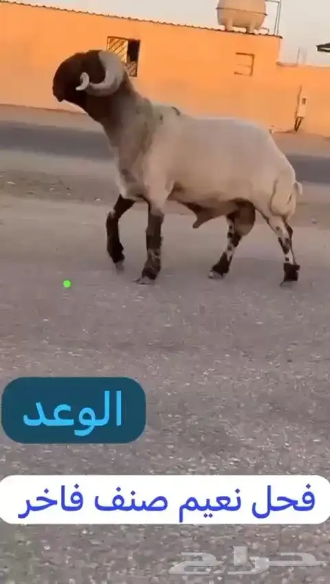 فحل نعيم صنف للبيع 6