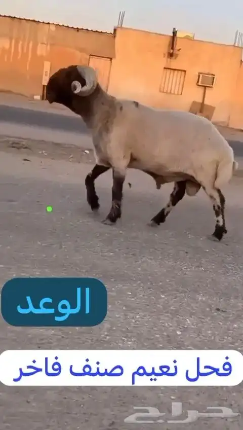 فحل نعيم صنف للبيع 1