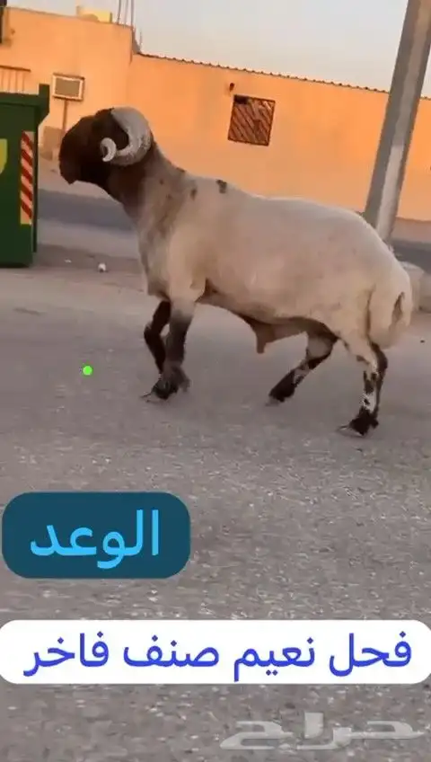 فحل نعيم صنف للبيع 5
