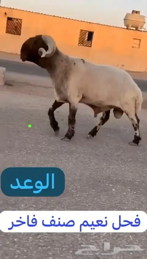 فحل نعيم صنف للبيع 4