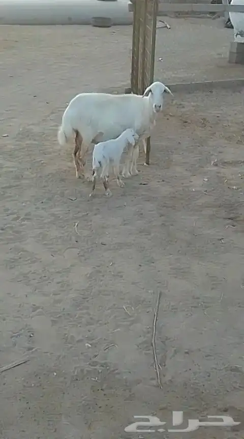 نعجة تحتها طلي تم البيع 1
