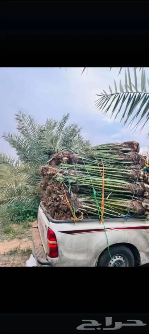 نخل للبيع 9
