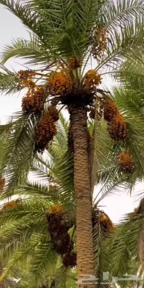 نخل جده مكه جميع انواعه يتوفر لدينا وجميع المقاسات 7