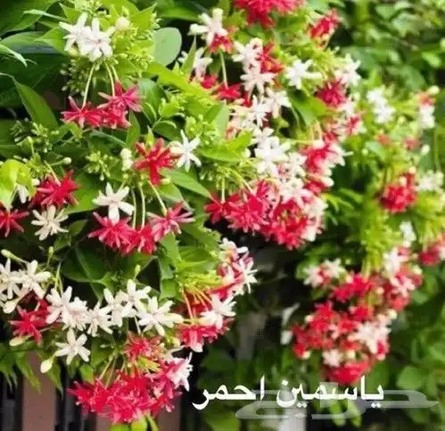 زراعة طبيعي 0