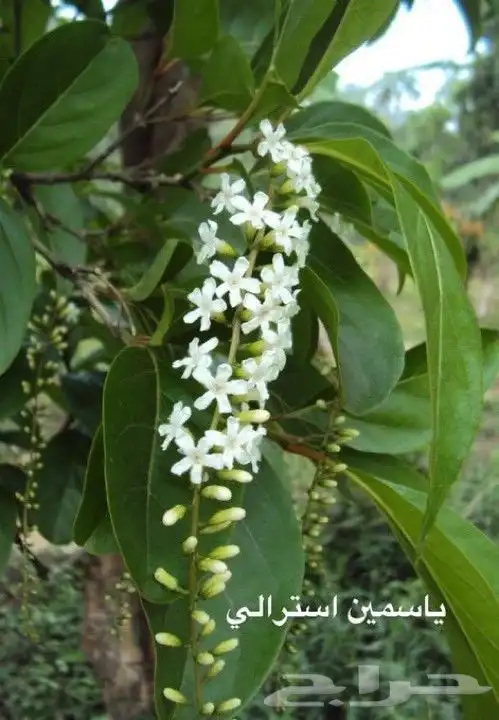 زراعة طبيعي 2