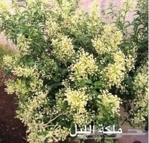 زراعة طبيعي 1
