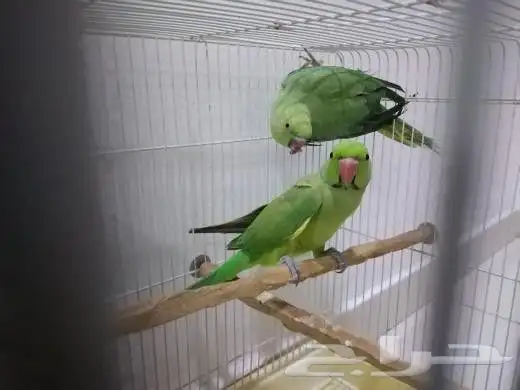 زوج دره هندي اخضر 0