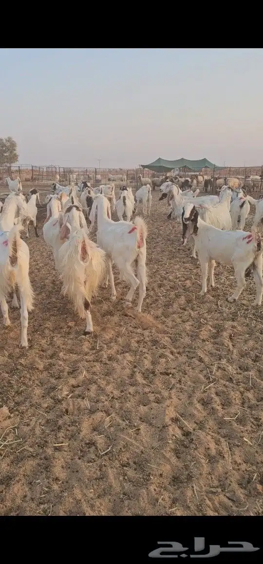 معزاء مراح طيبه 7